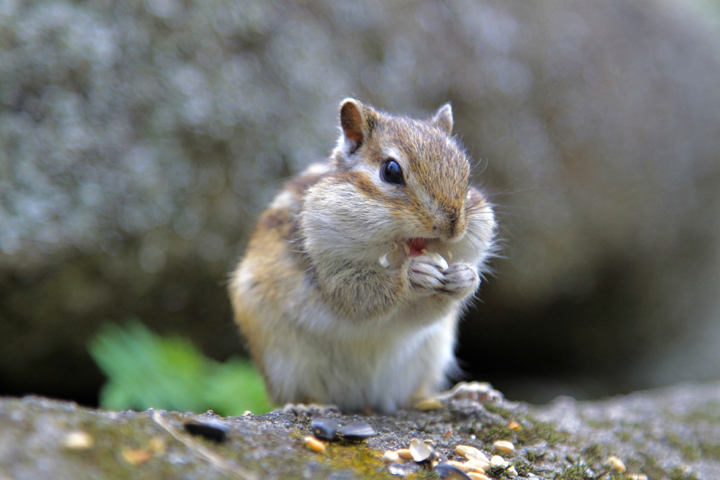 Бурундучок