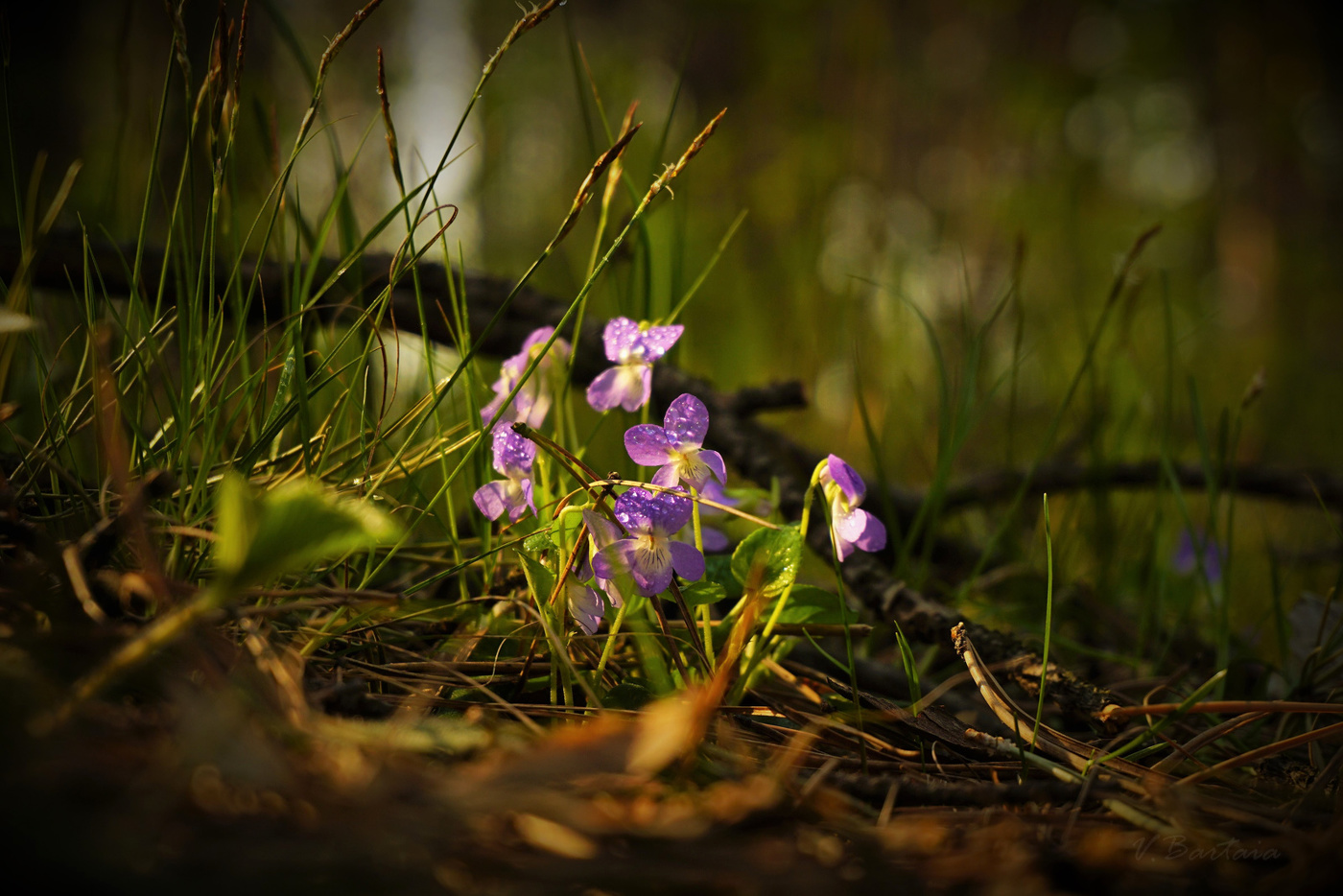Весенние красотулечки