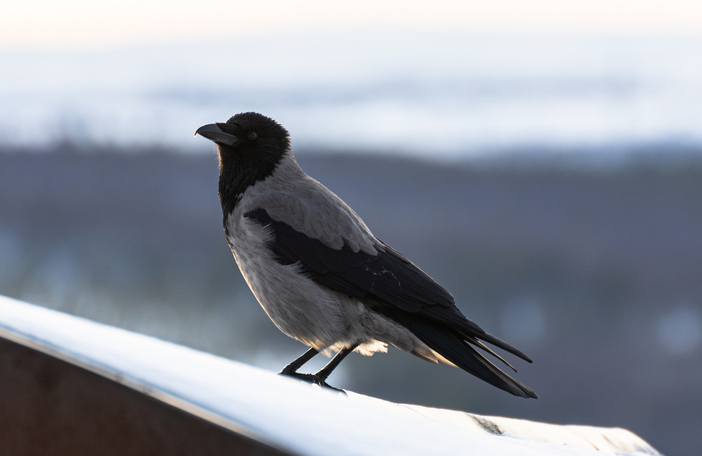 на весеннем солнышке