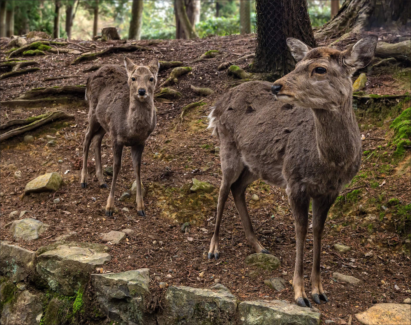 Священные олени Нары (2)