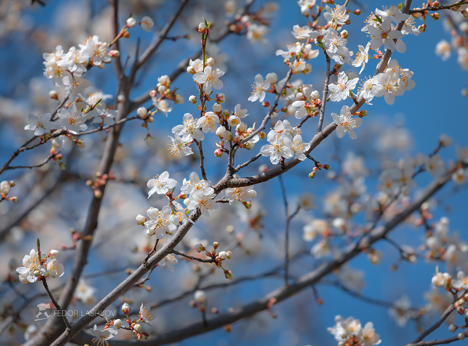 Зацвела алыча