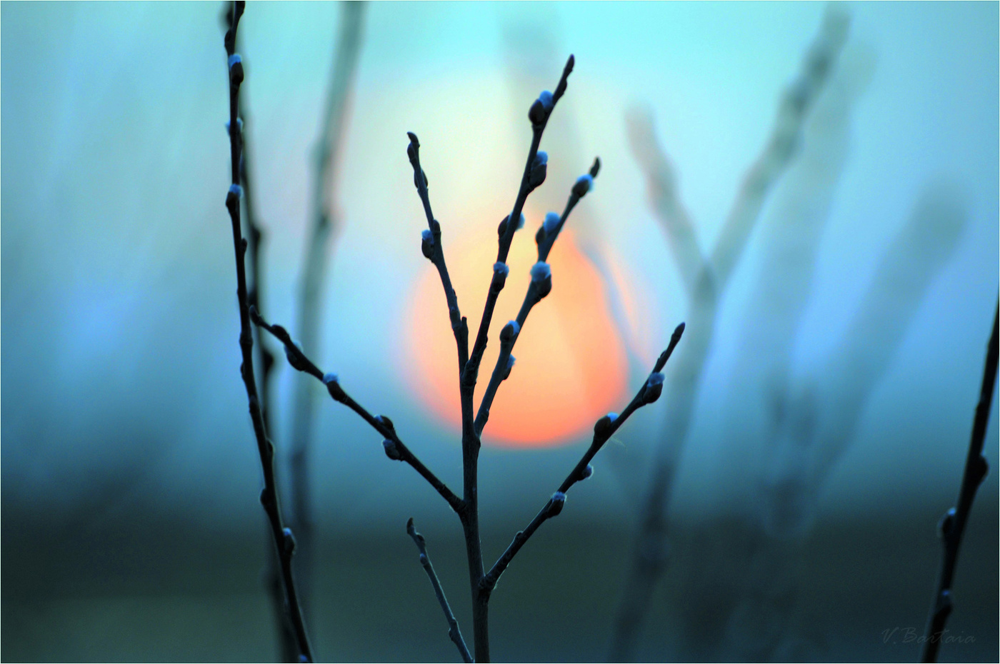 Вербочка проснулась