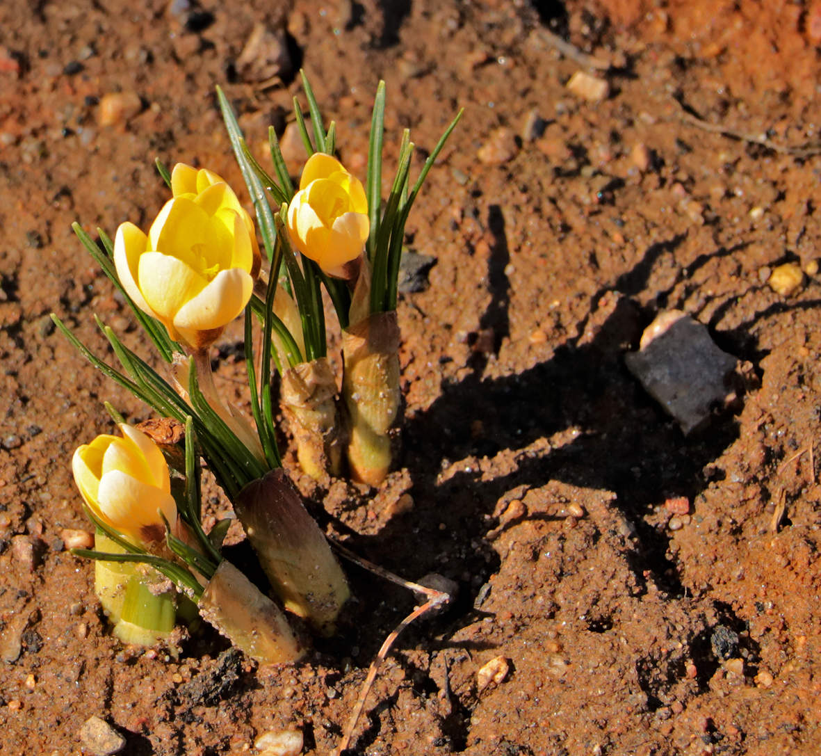 Первые крокусы