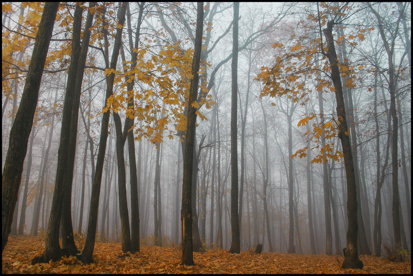 В осеннем парке