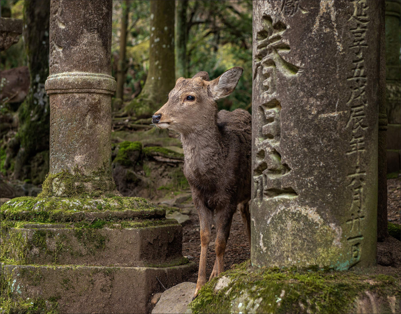 Священные олени Нары (3)