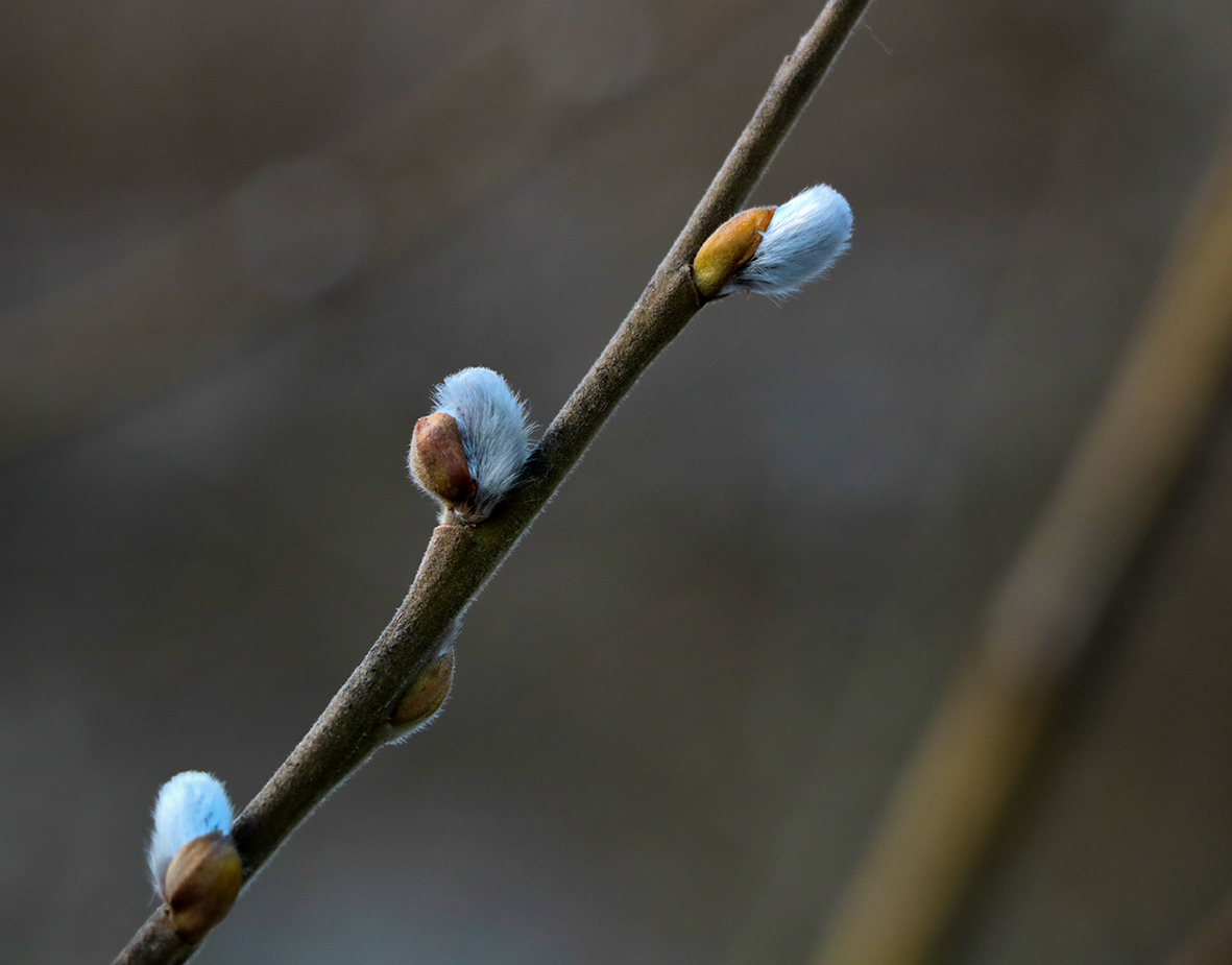 Апрельские пушистики