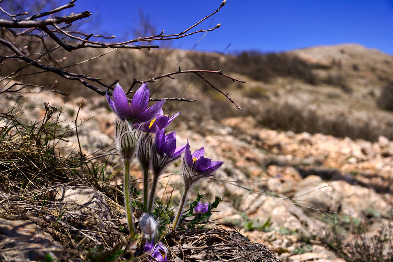 Прострел Крымский