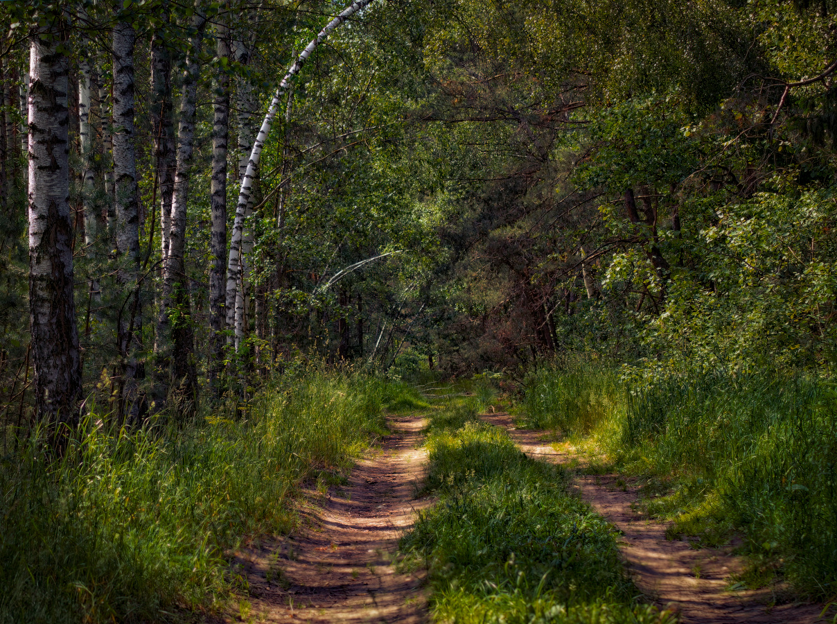 Про лето в лесу