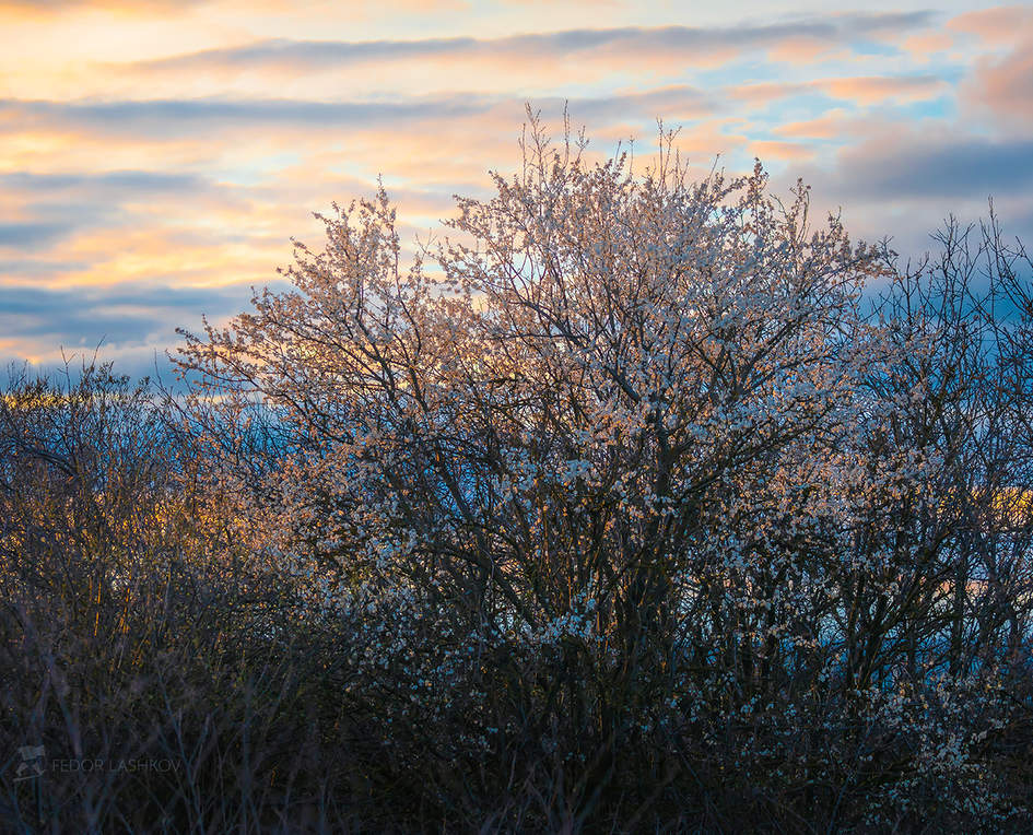 Весенний вечер в саду