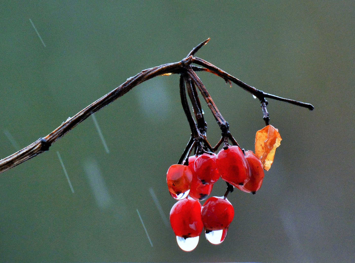"Алеют ягоды стыдливо, как будто девичьи уста..."