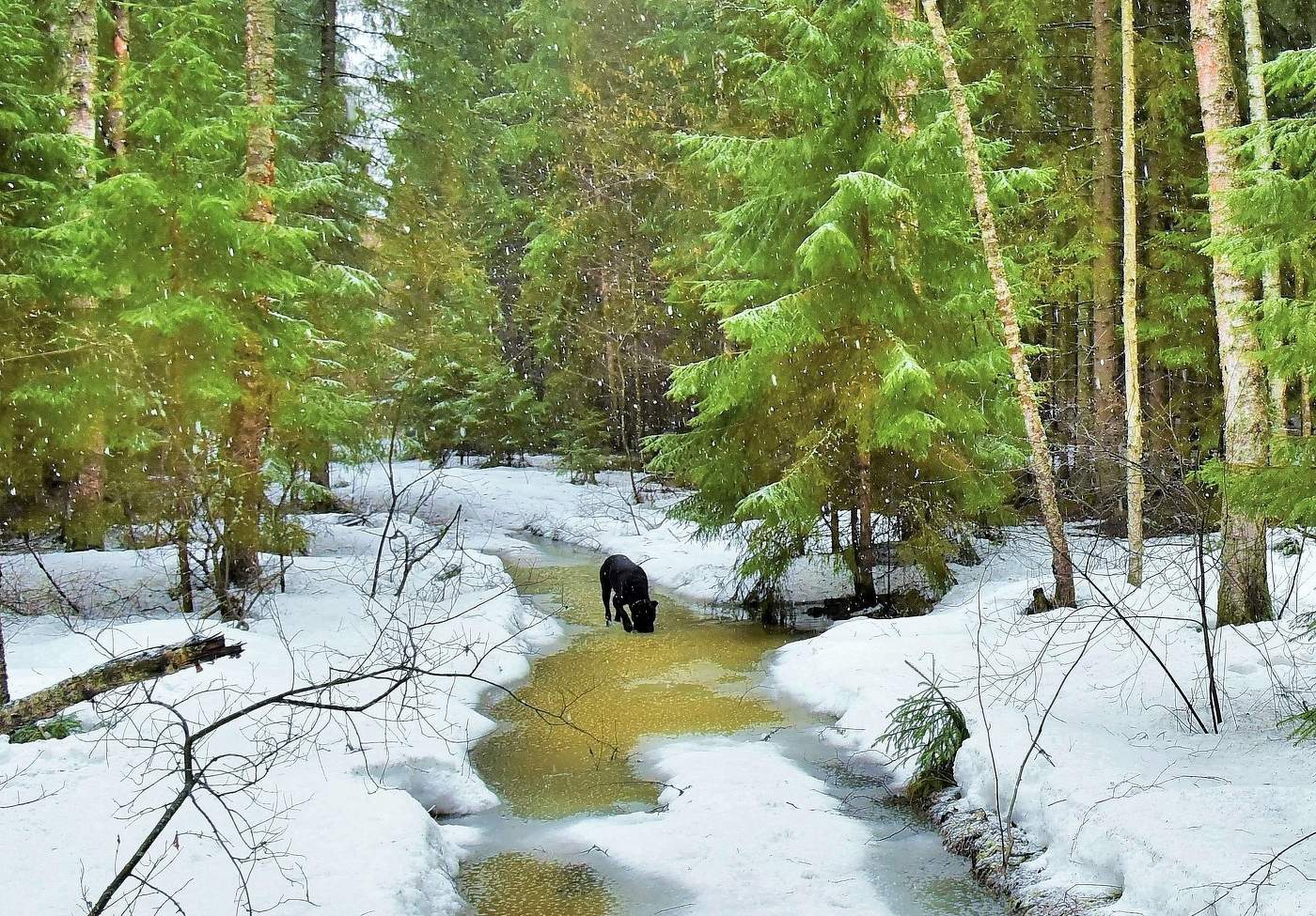Вкусна апрельская водица ...