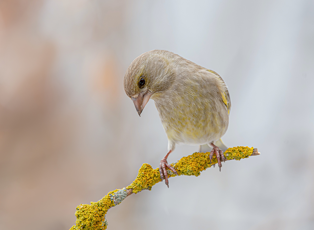 Скромная зеленушка