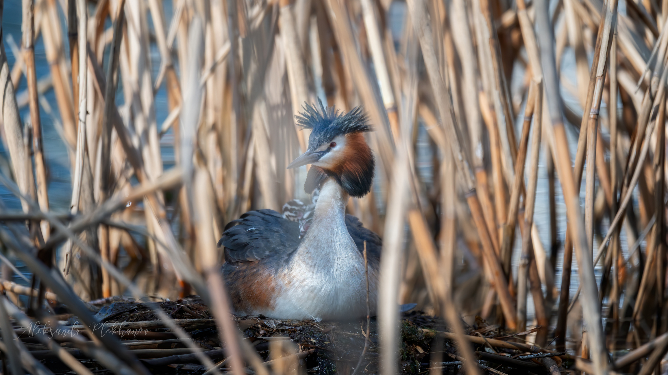 Дела семейные
