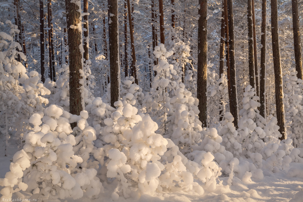 "Плюшевая зима"
