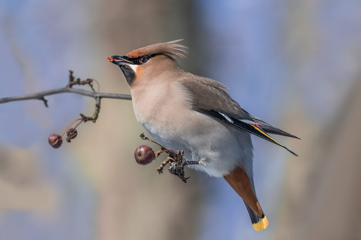 Свиристель.