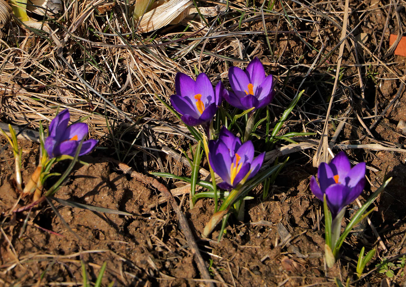Первые крокусы