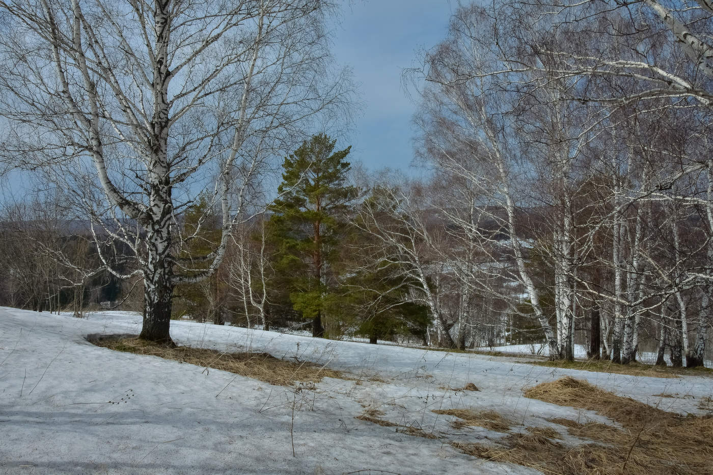 Весенний апрельский лес