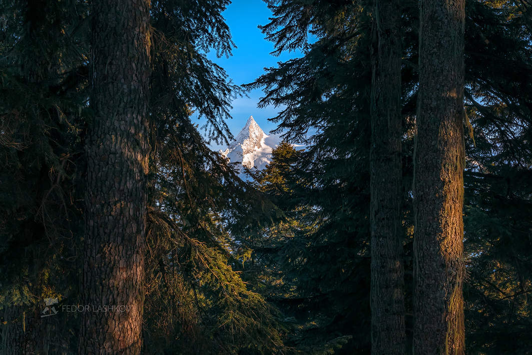 Обрамление пихт