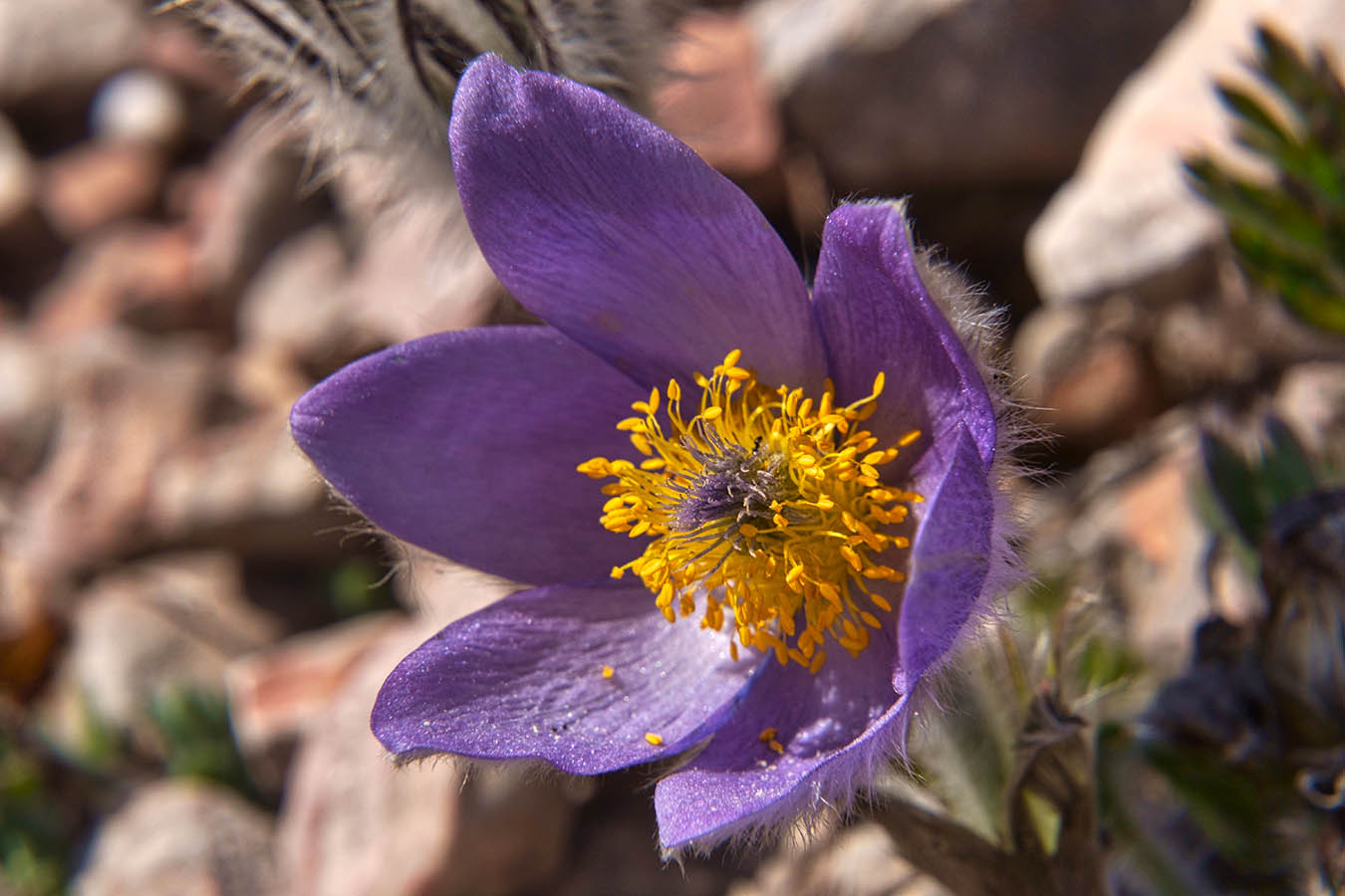 Прострел Крымский