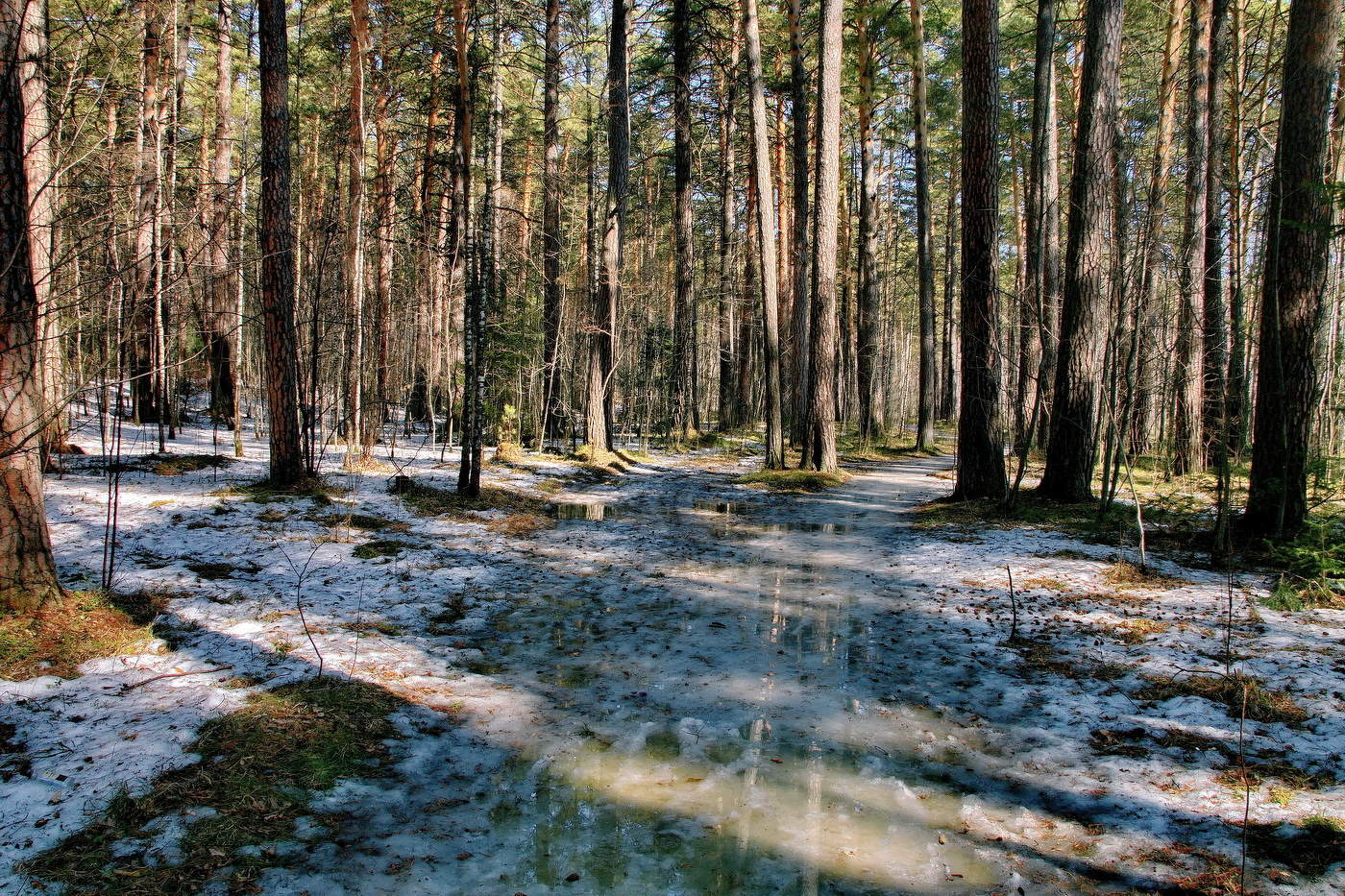 В весеннем лесу.