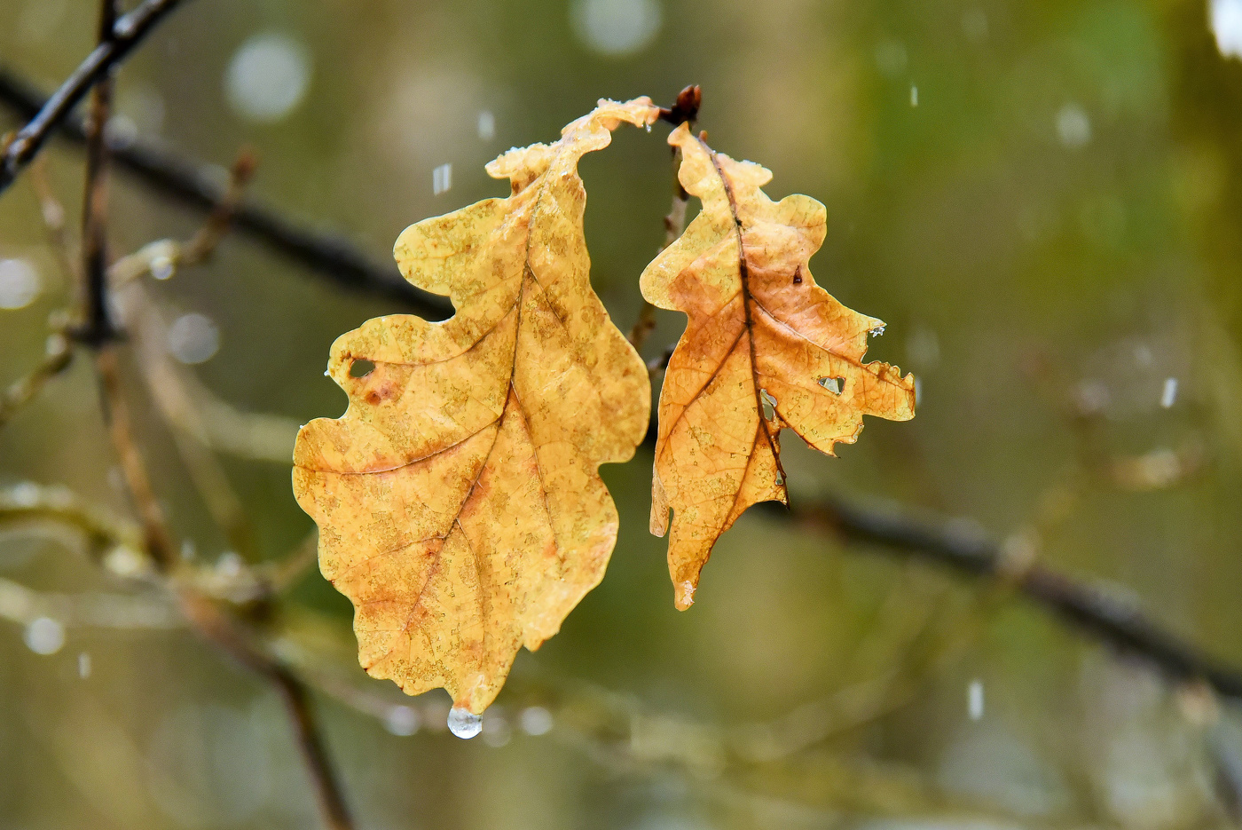 Вторая весна прошлогодних листьев ...