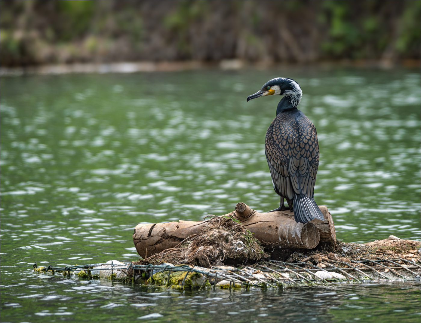 Отменный ныряльщик