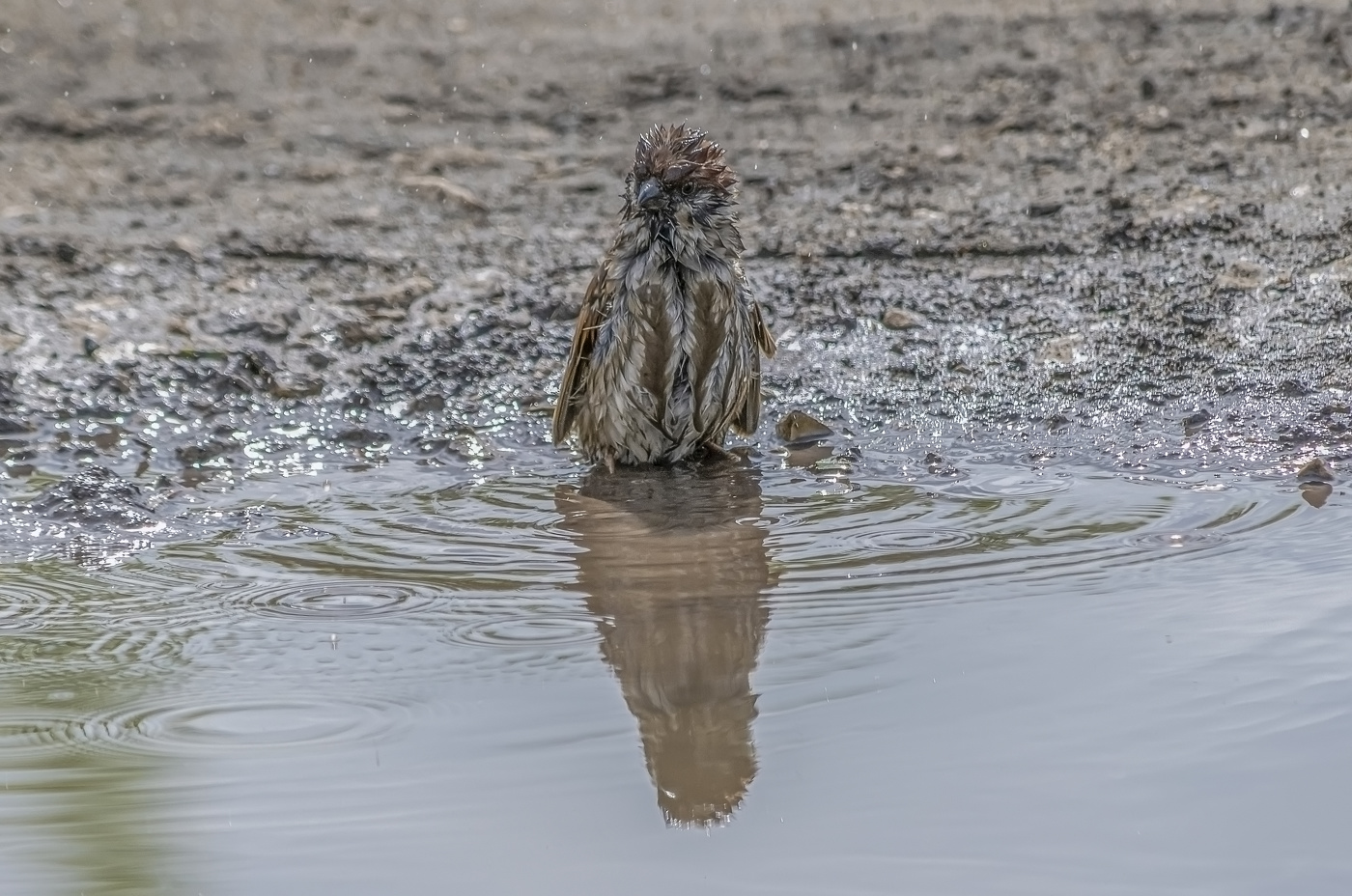 ух!... ну и набухался же я вчера!!