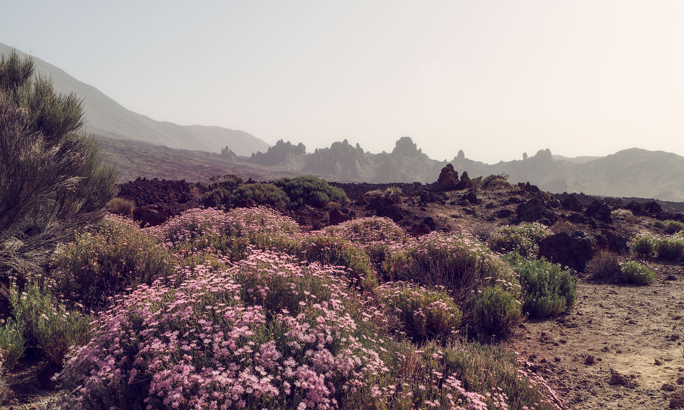 Цветы в кальдере вулкана