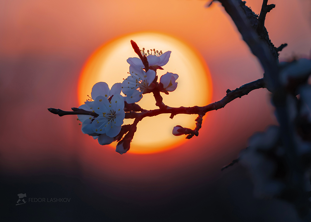 Японский сюжет весны