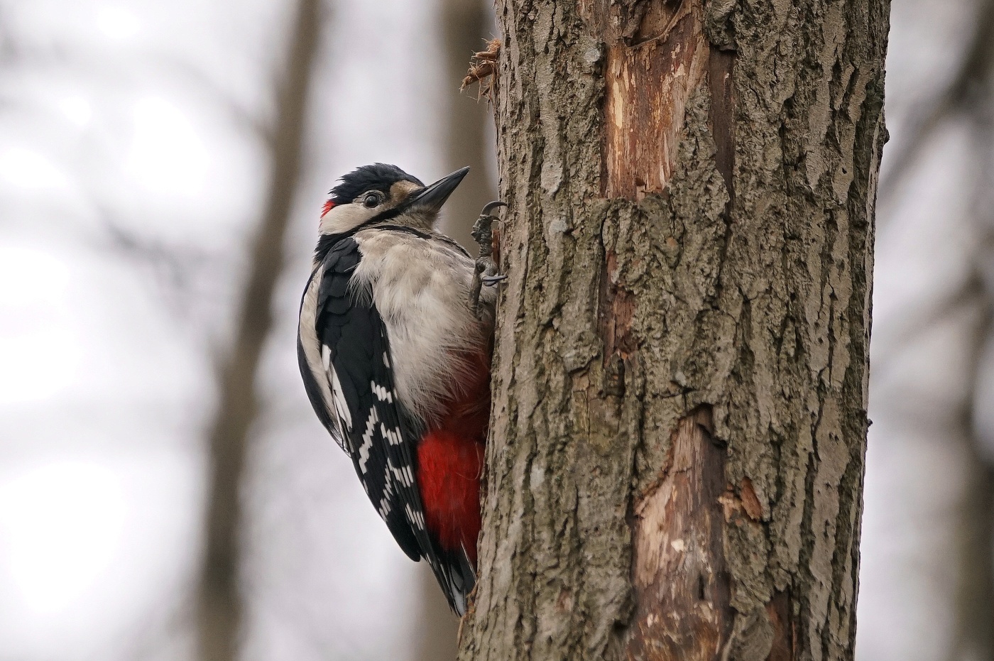 Санитар леса