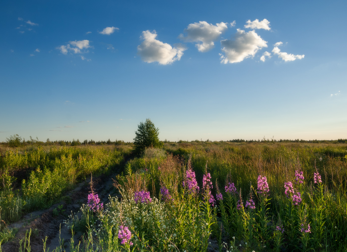 С иван-чаем