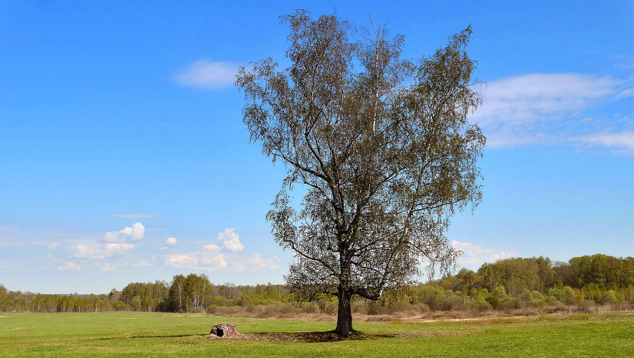 Во поле берёза стояла