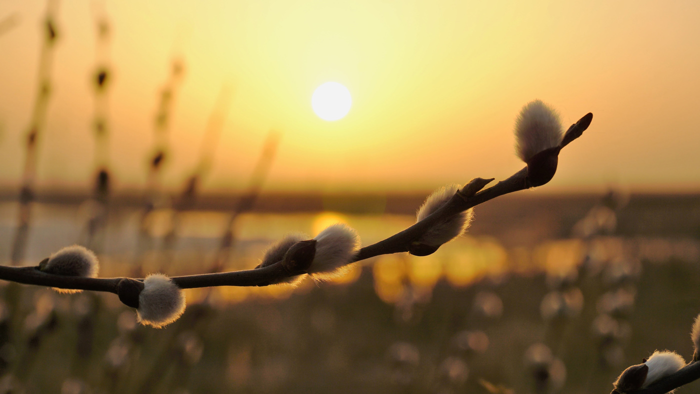 Весенним вечером