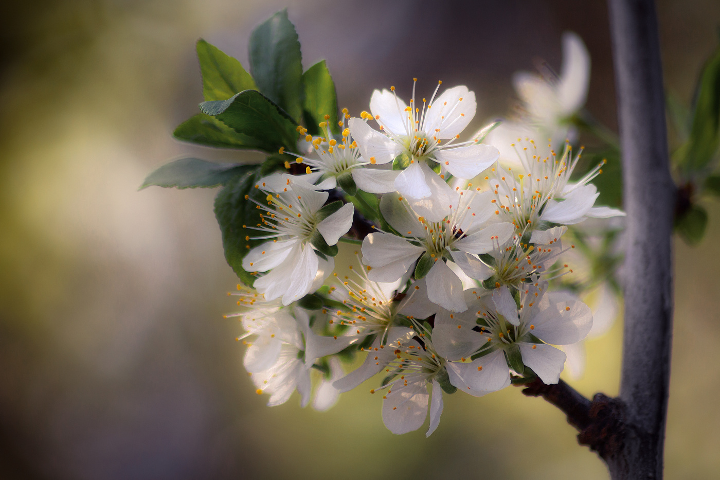 Апрельский букет.