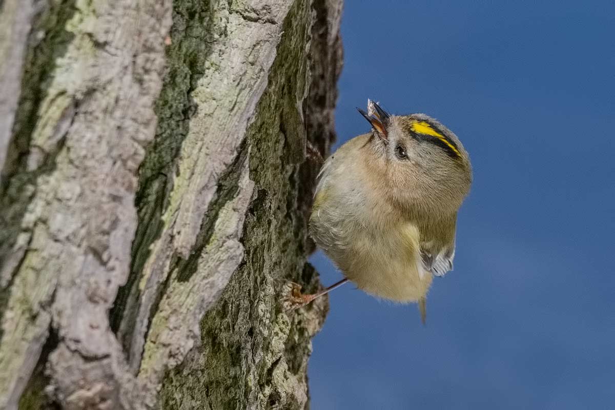 Жёлтоголовый королёк.