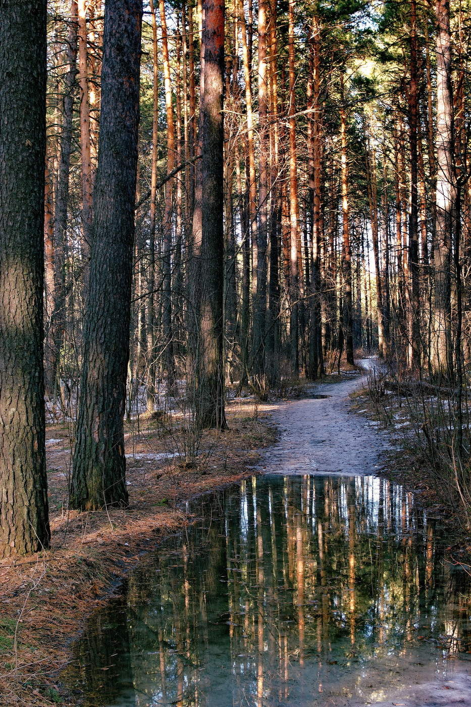 Весенняя тропинка.
