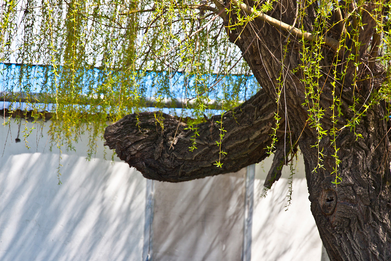 Леший проснулся