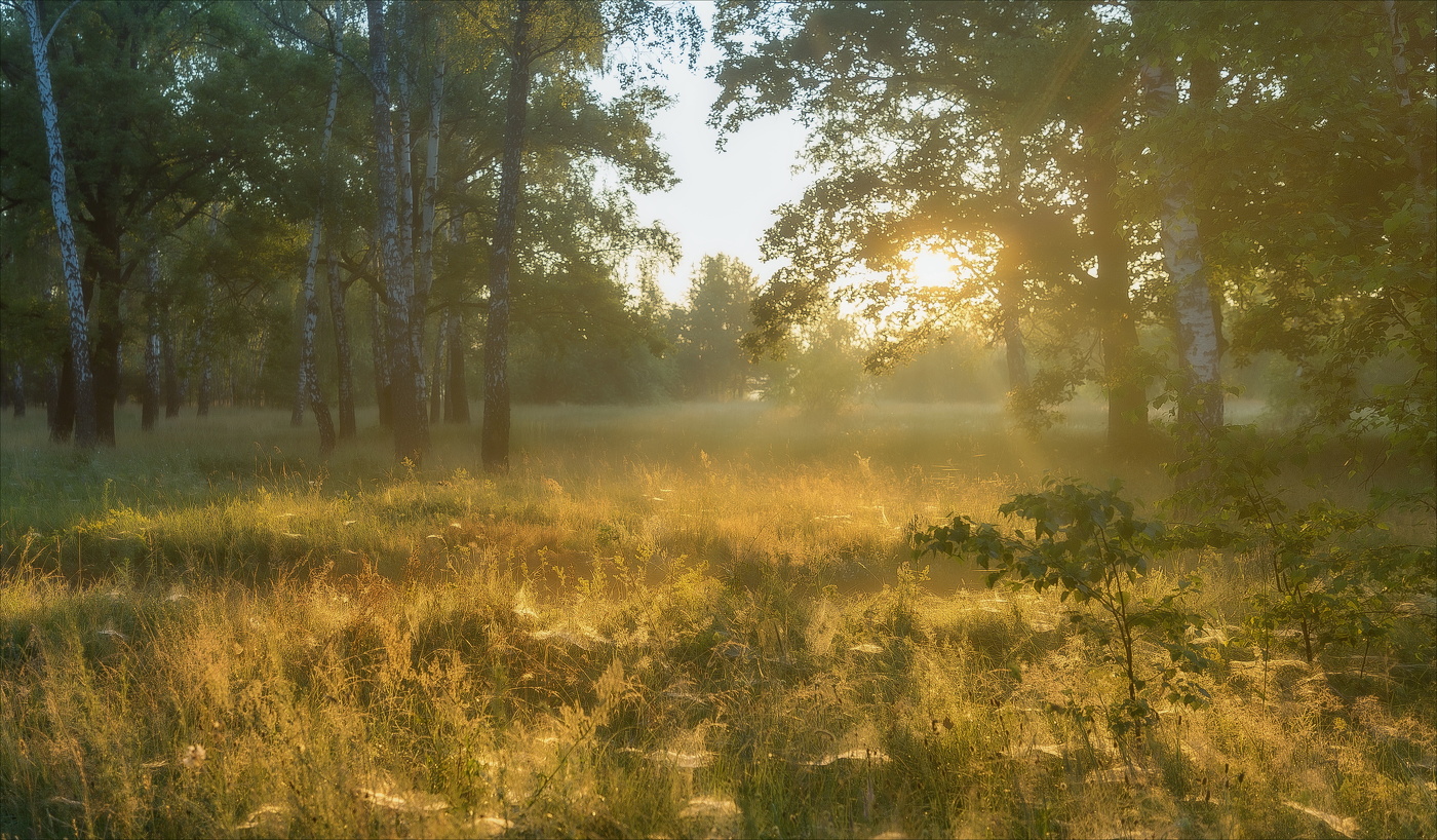 Гуляло солнце в дремлющем лесу...