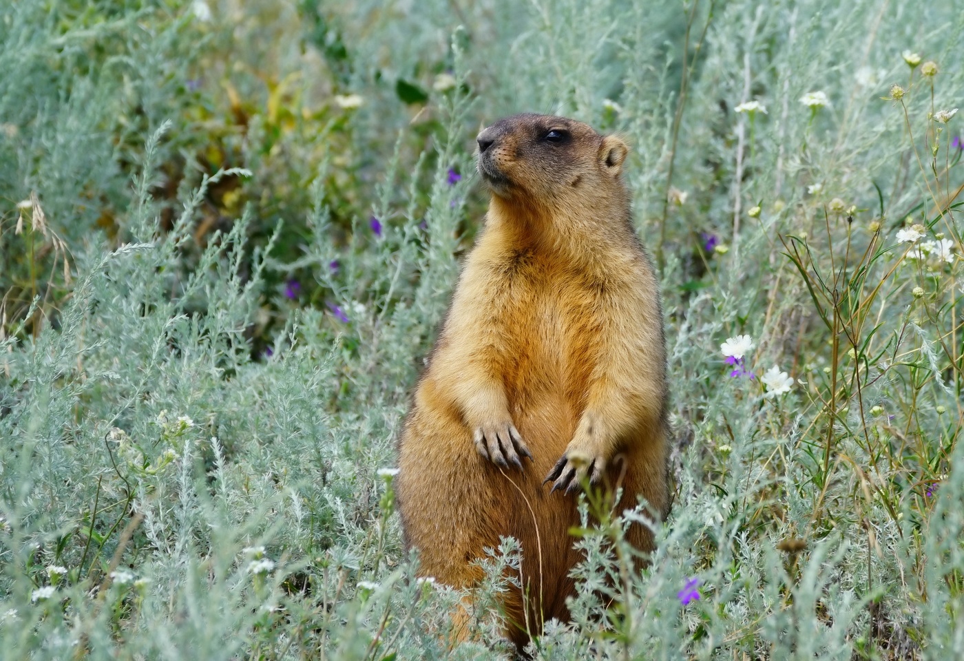 Степной сурок (байбак)