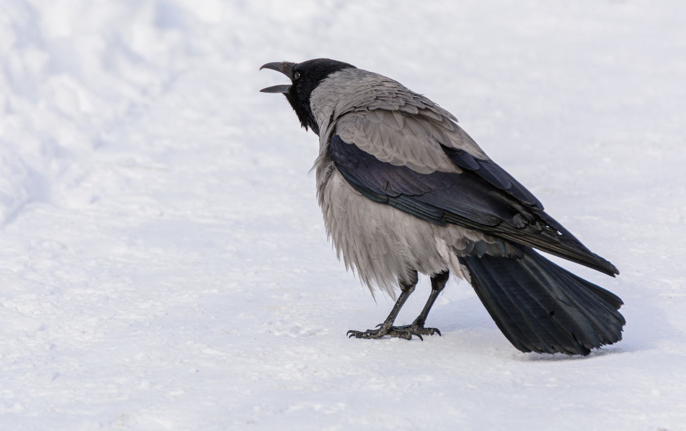 Ворона каркнула во всё воронье горло