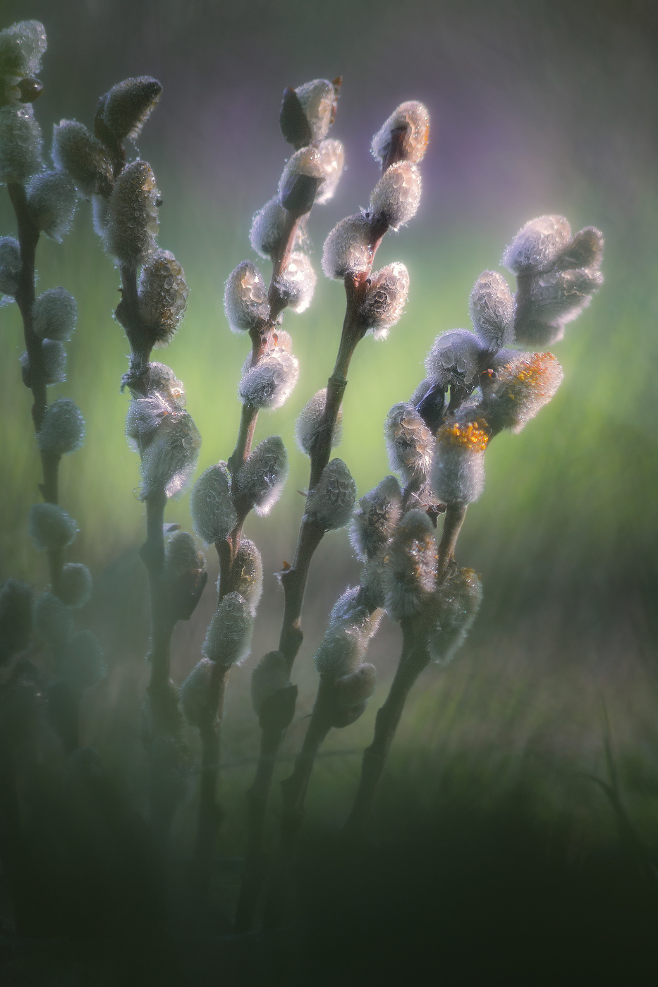 С Вербным воскресеньем!