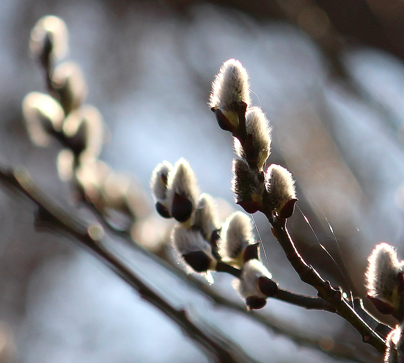 Вербное Воскресенье!
