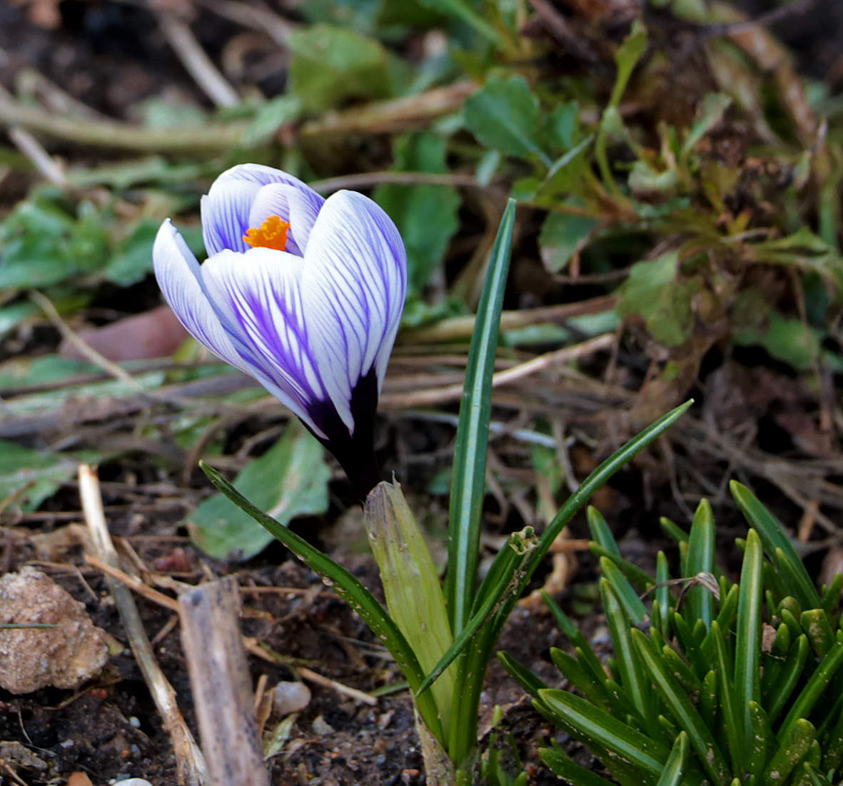 Апрельский крокус