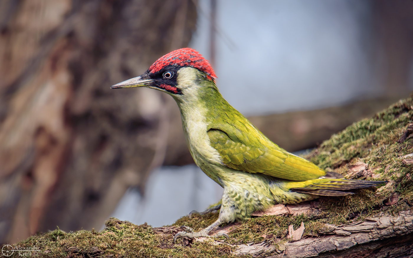Зеленый кардинал всея перелеска