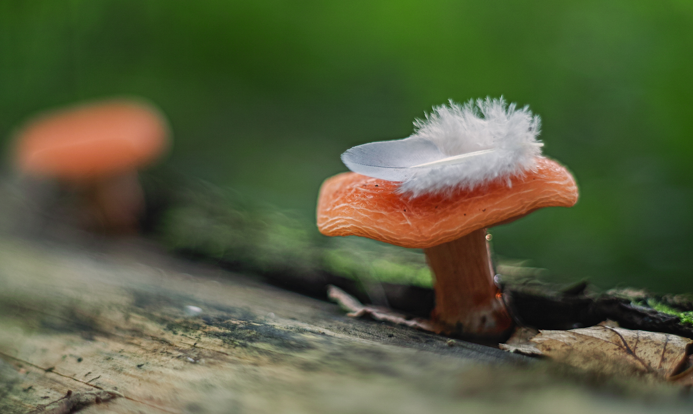 Под пуховым одеялом