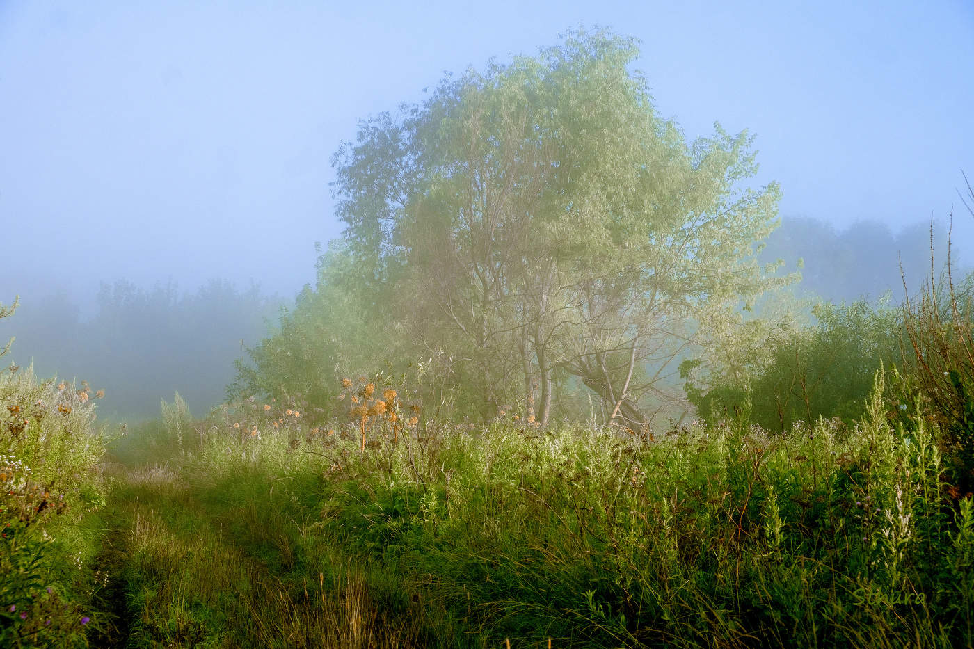 Утро в лугу.