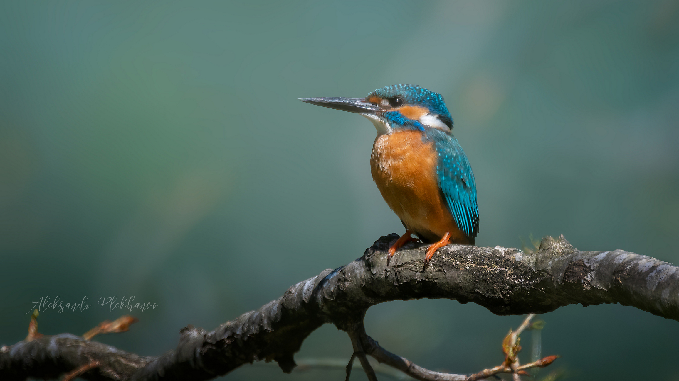 Зимородок на ветке над водой