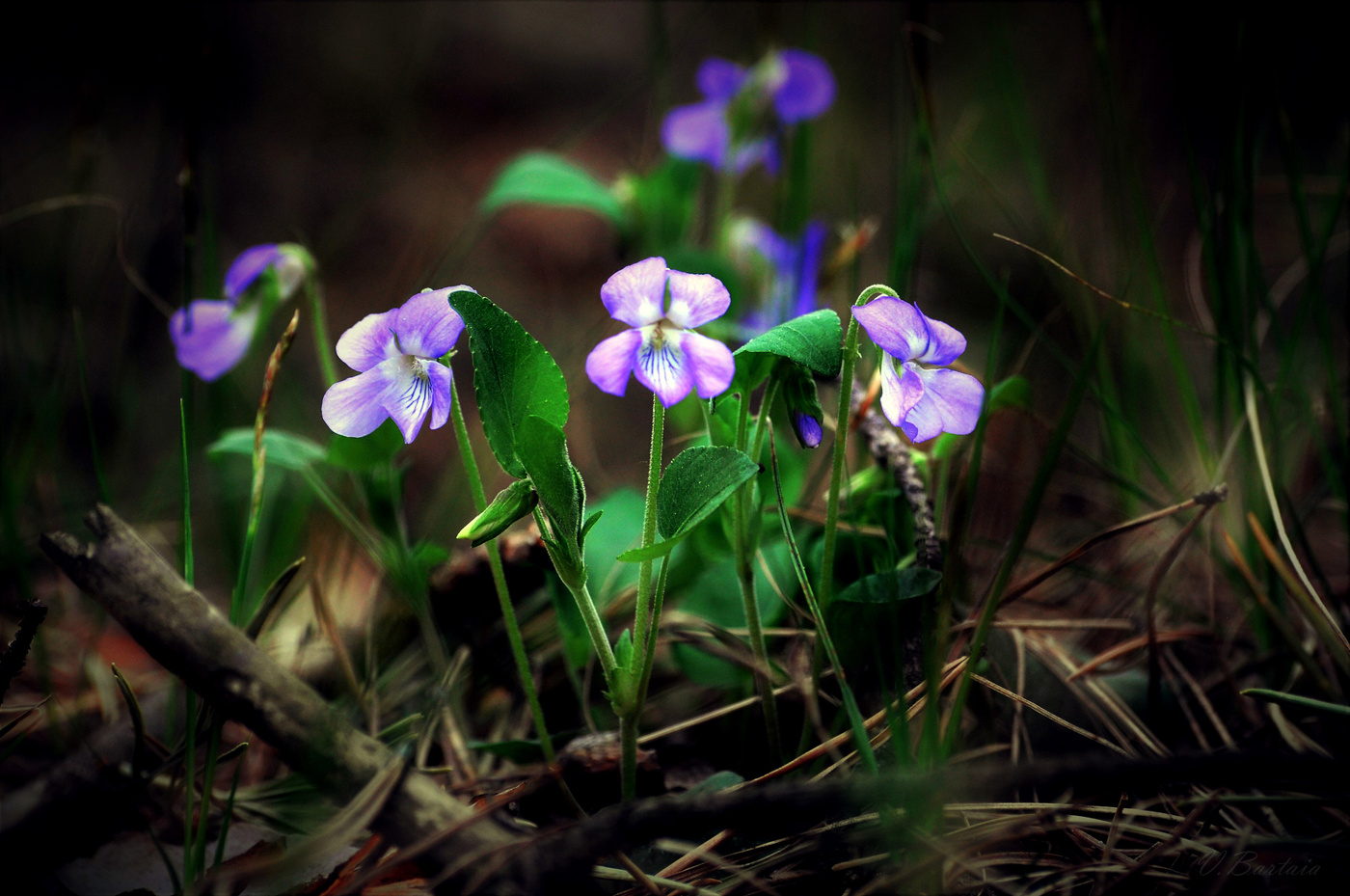 Лесная фиалка