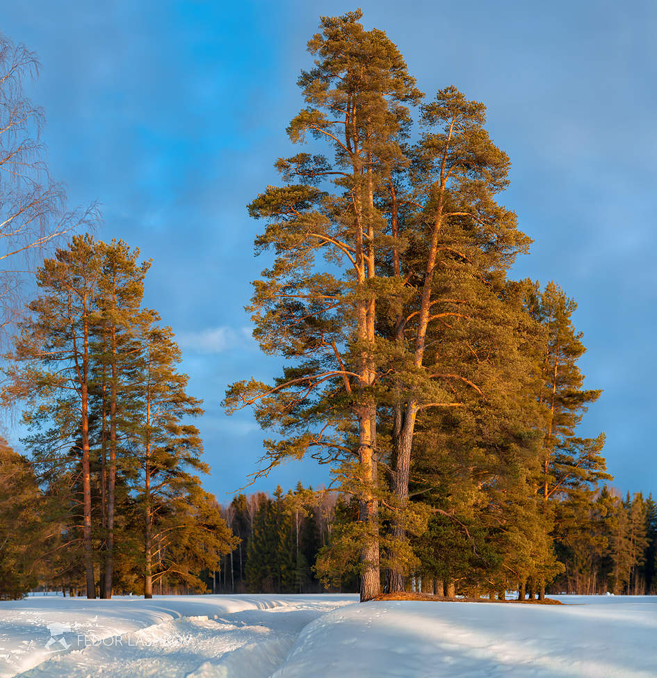 Апрельские сосны