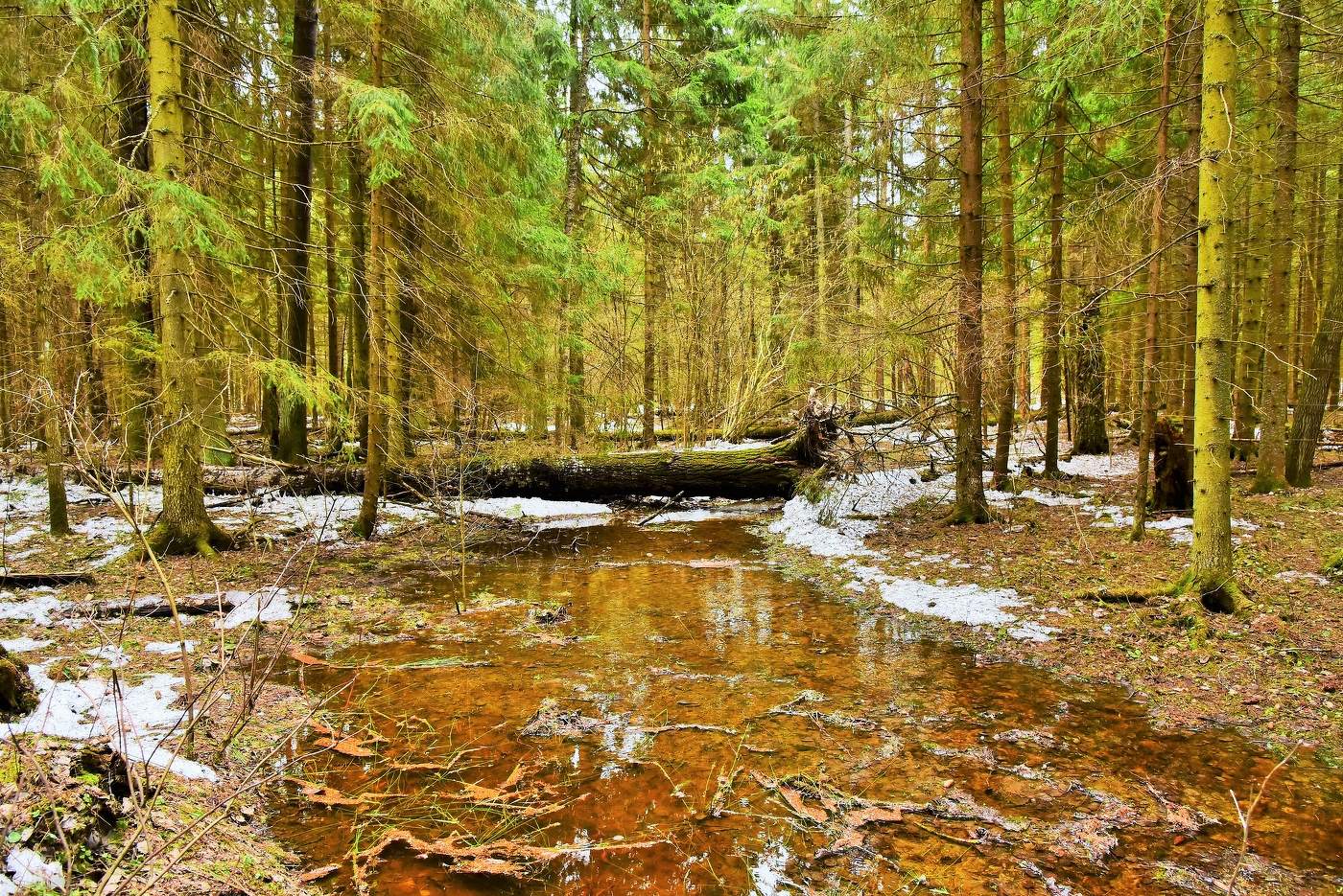 Апрель в лесу ...